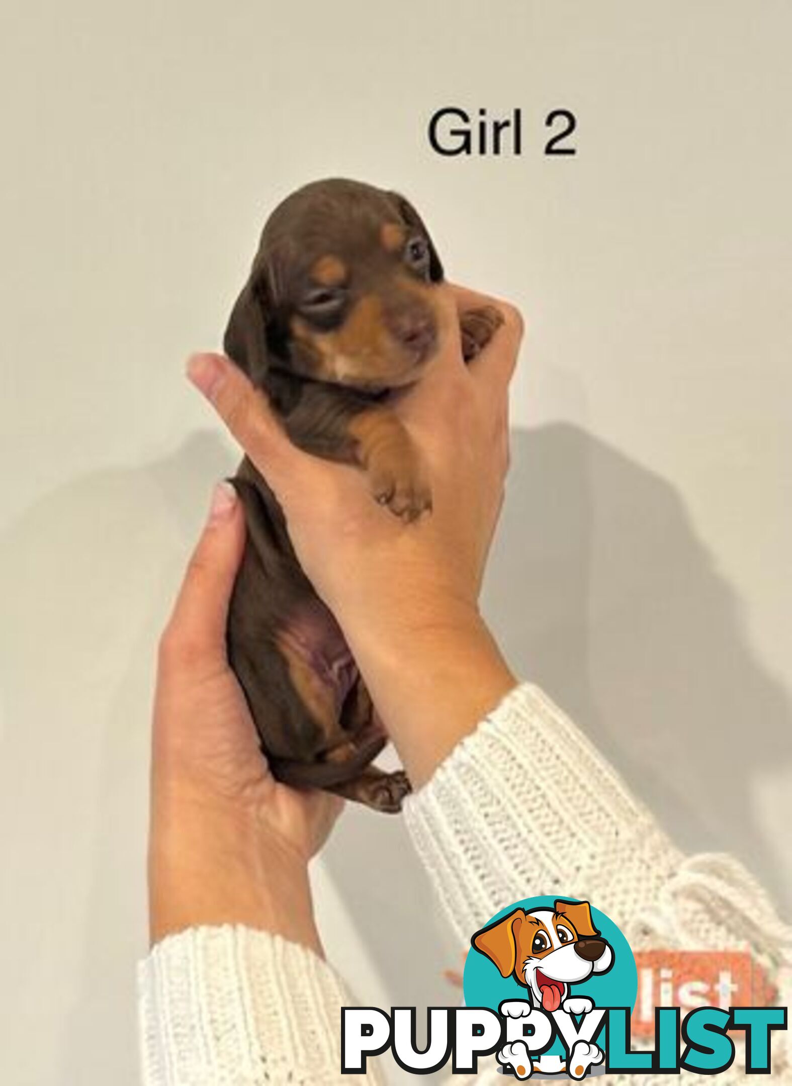 Purebred Miniature Dachshund Puppies