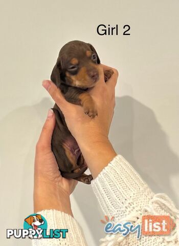 Purebred Miniature Dachshund Puppies