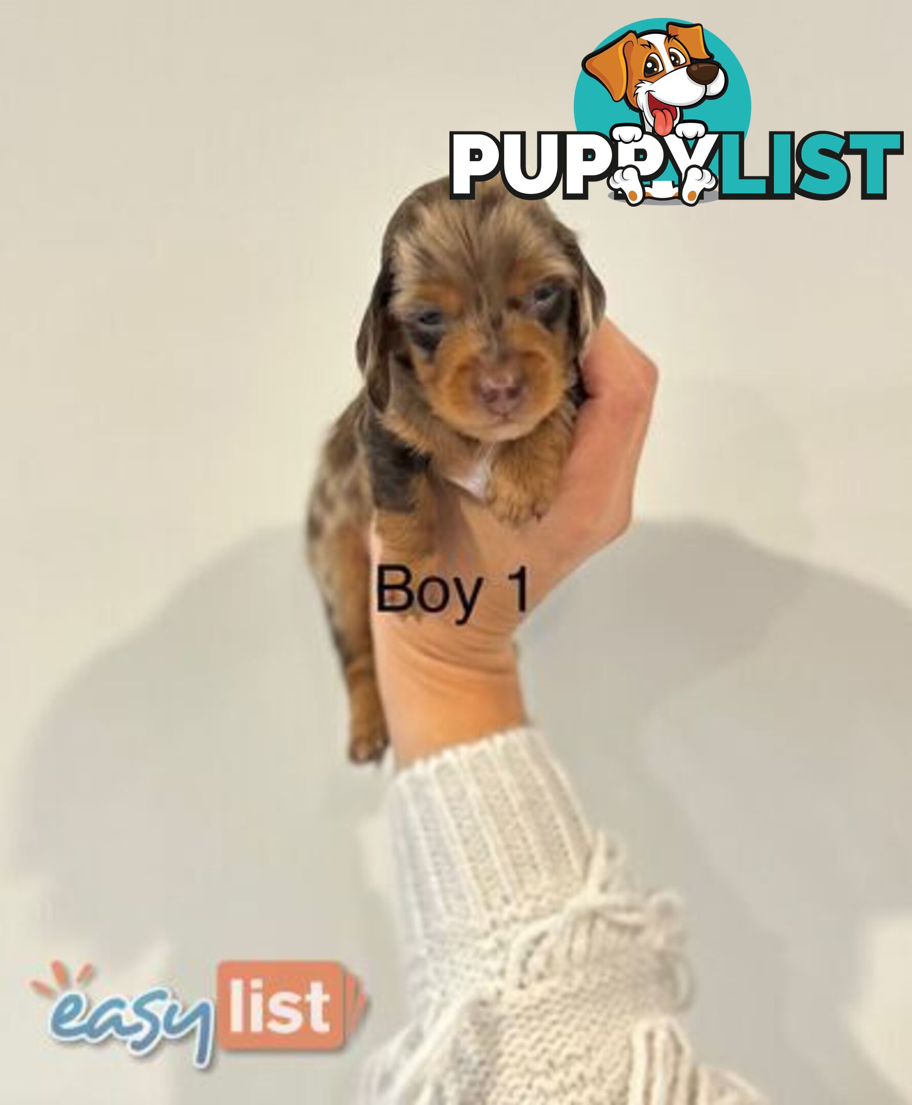 Purebred Miniature Dachshund Puppies