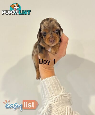 Purebred Miniature Dachshund Puppies