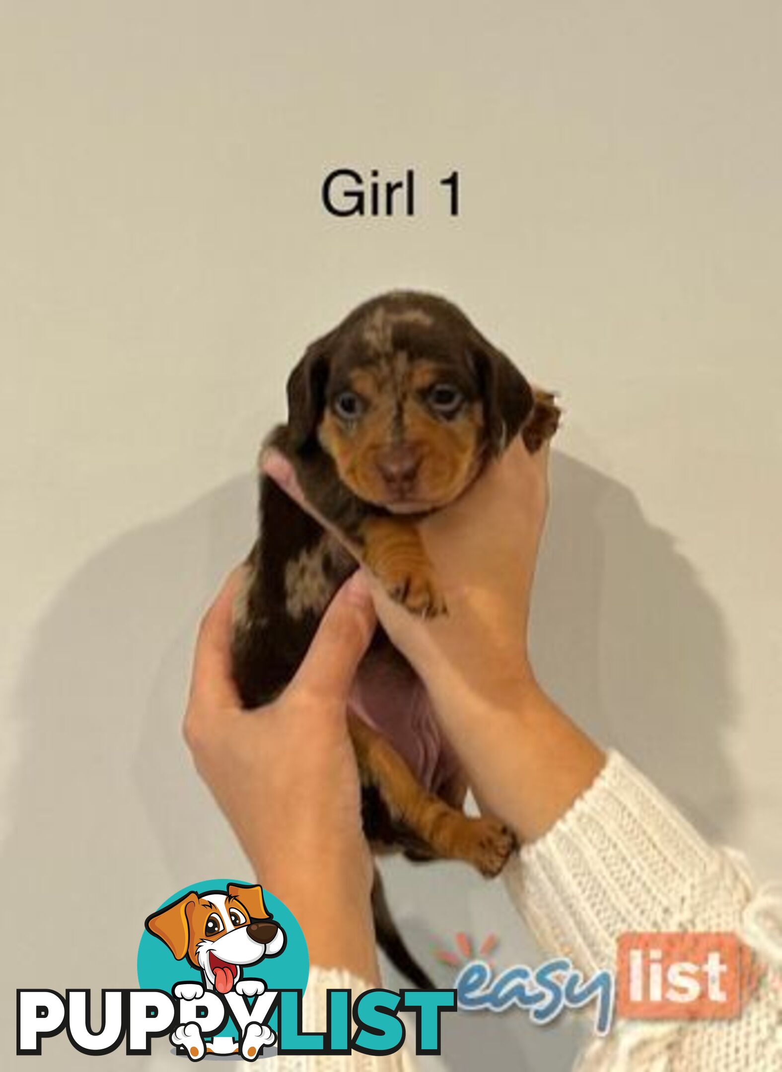 Purebred Miniature Dachshund Puppies