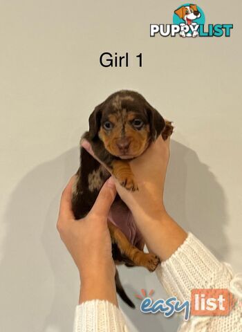 Purebred Miniature Dachshund Puppies
