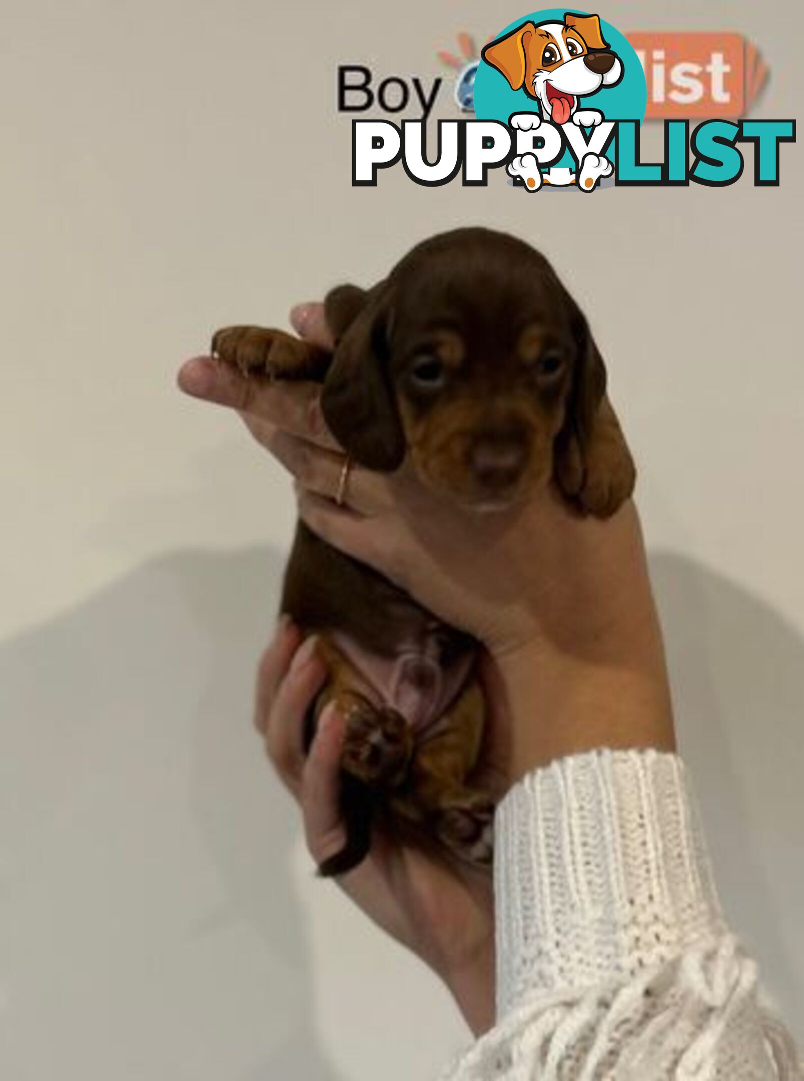 Purebred Miniature Dachshund Puppies