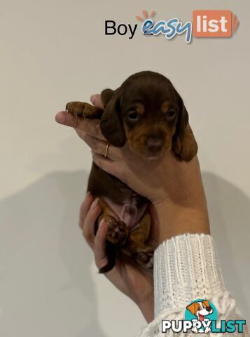 Purebred Miniature Dachshund Puppies