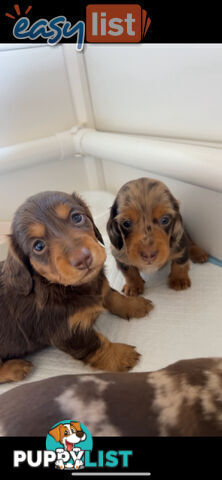 Purebred Miniature Dachshund Puppies