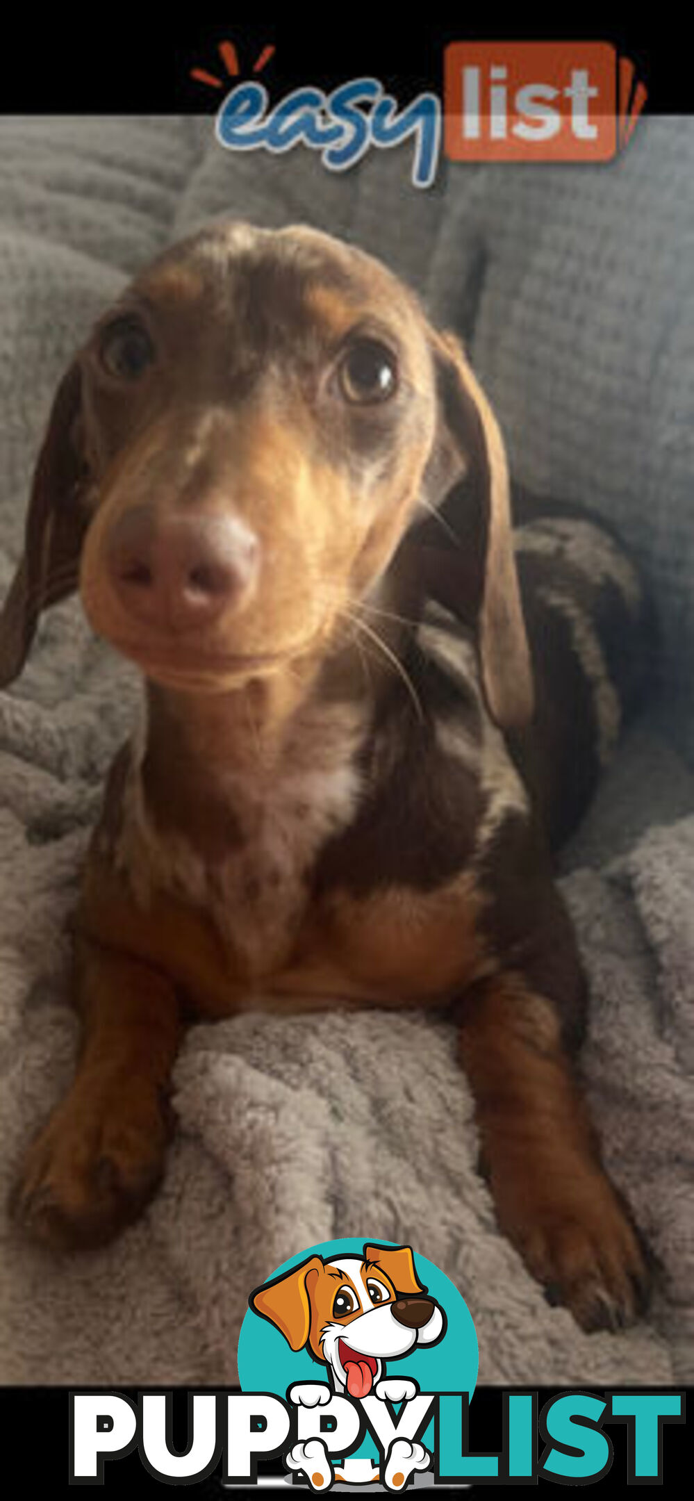 Purebred Miniature Dachshund Puppies