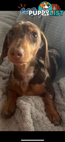 Purebred Miniature Dachshund Puppies