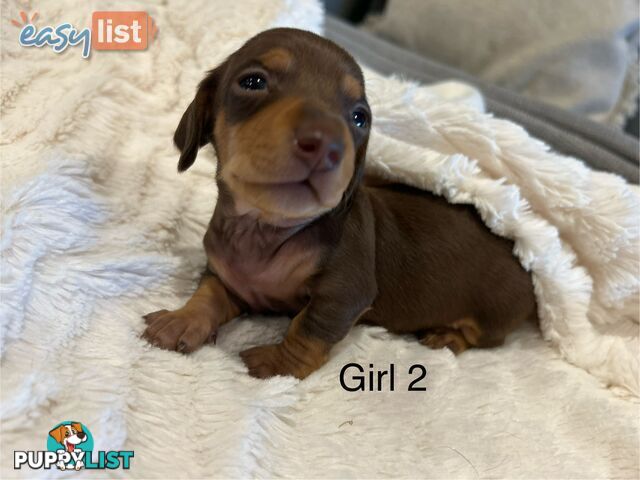 Purebred Miniature Dachshund Puppies