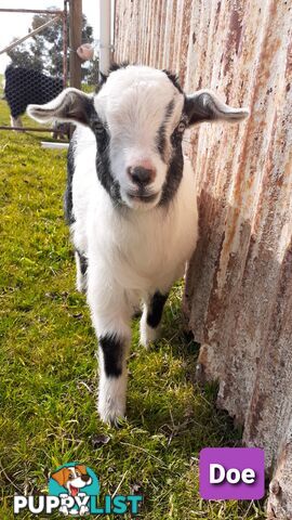 Pygmy goat kids