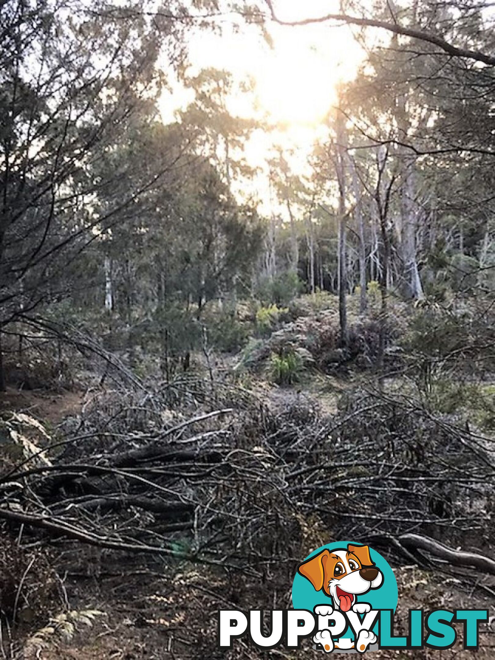 253 Old Bangor Tram Road Mount Direction TAS 7252