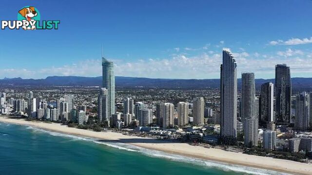 311 30-32 Paradise island Surfers Paradise QLD 4217