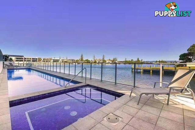 311 30-32 Paradise island Surfers Paradise QLD 4217