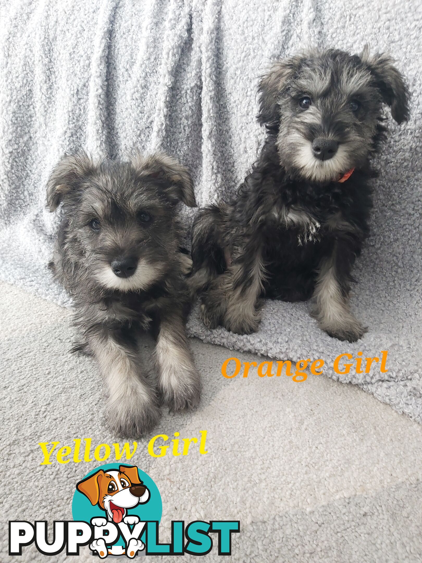 Purebred miniature schnauzers