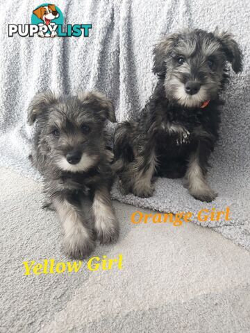 Purebred miniature schnauzers