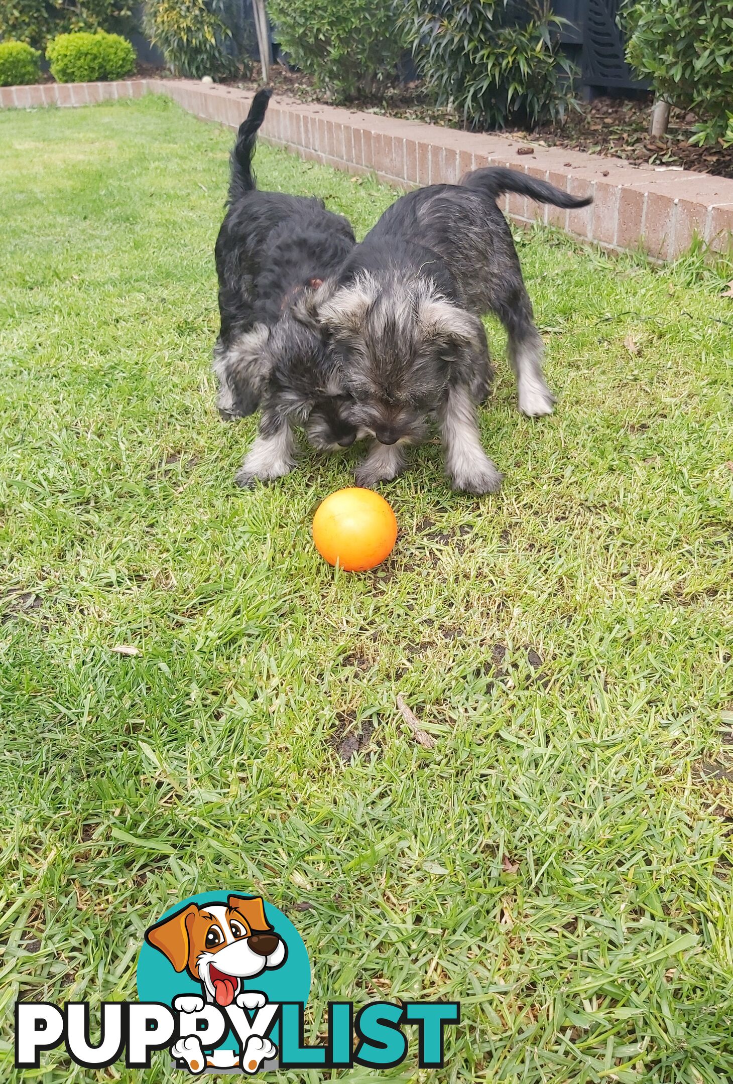 Purebred miniature schnauzers