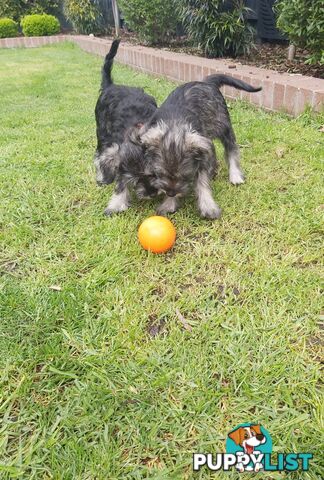 Purebred miniature schnauzers