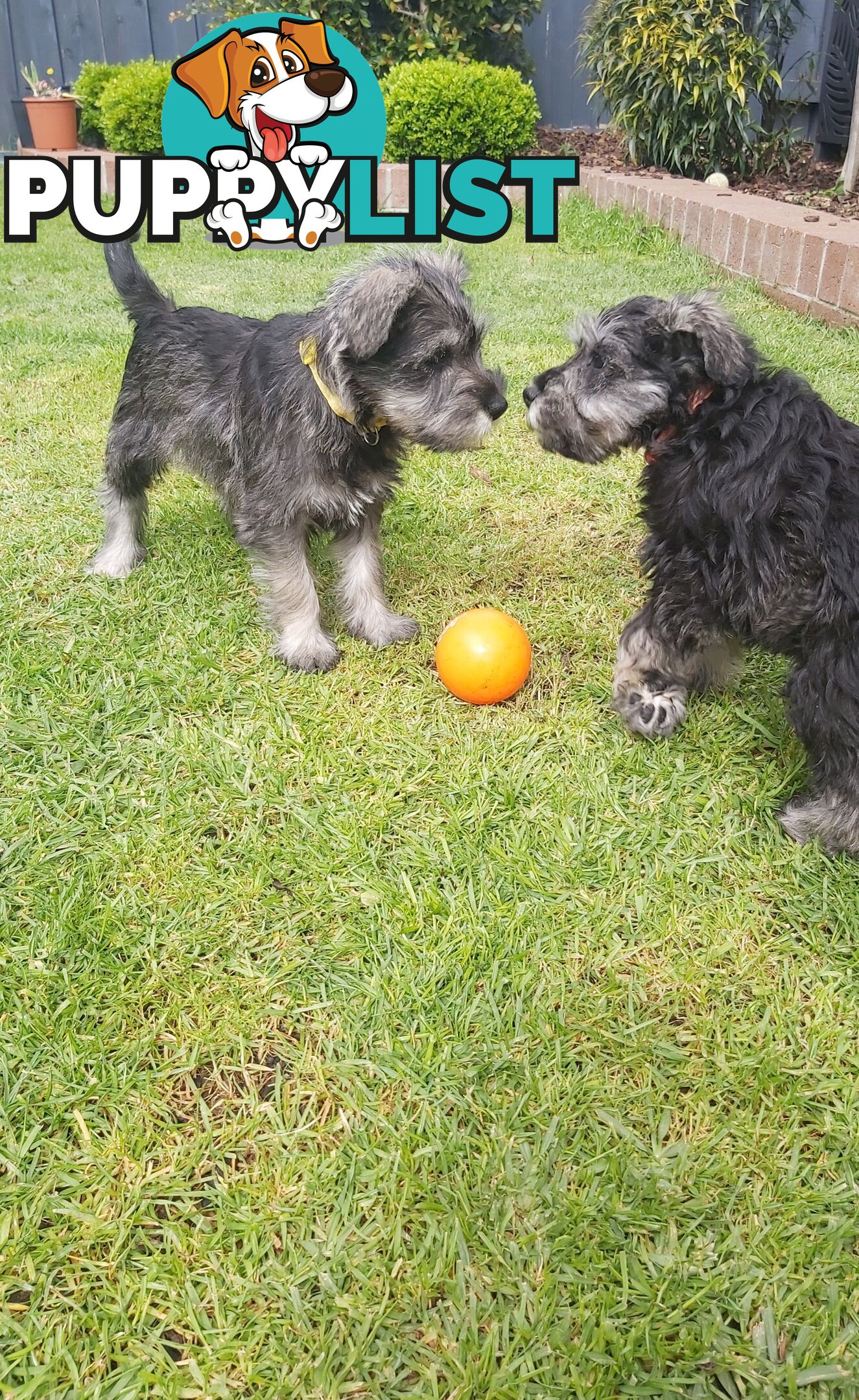 Purebred miniature schnauzers