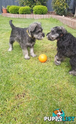 Purebred miniature schnauzers