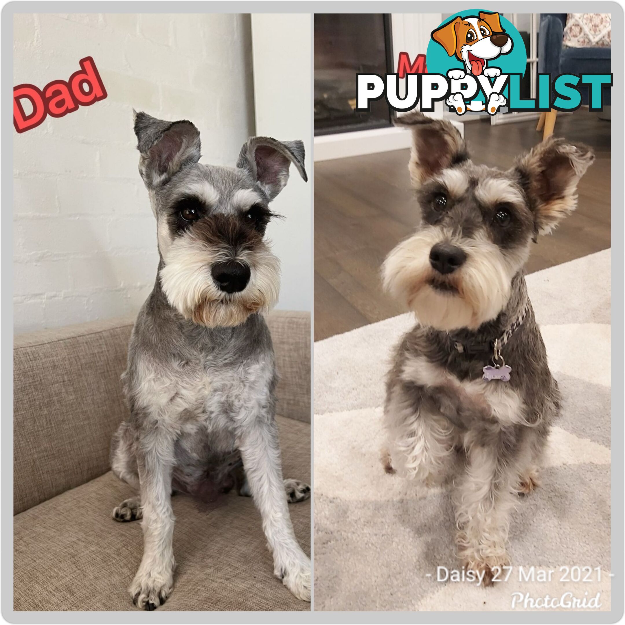 Purebred miniature schnauzers