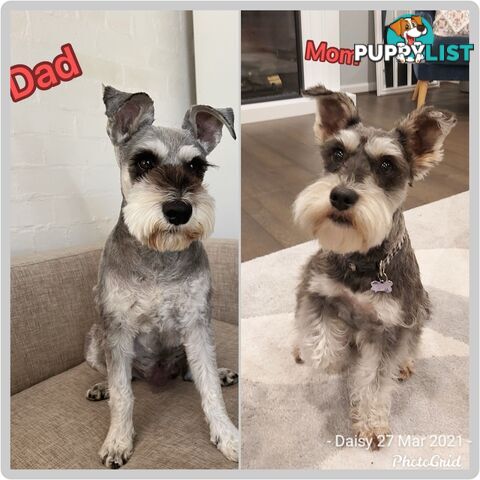 Purebred miniature schnauzers