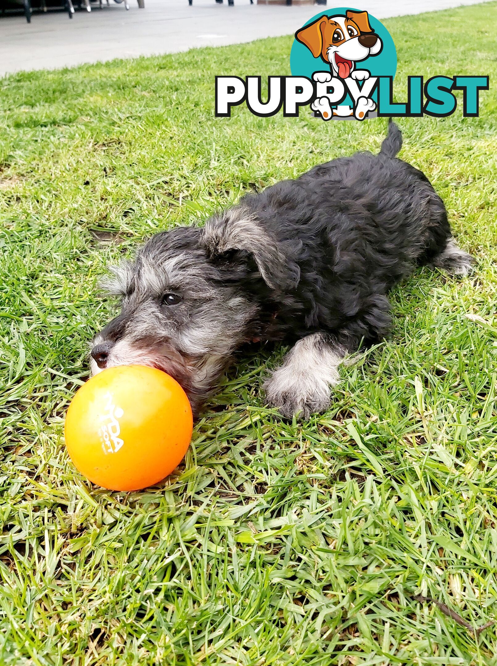 Purebred miniature schnauzers