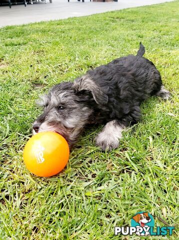 Purebred miniature schnauzers