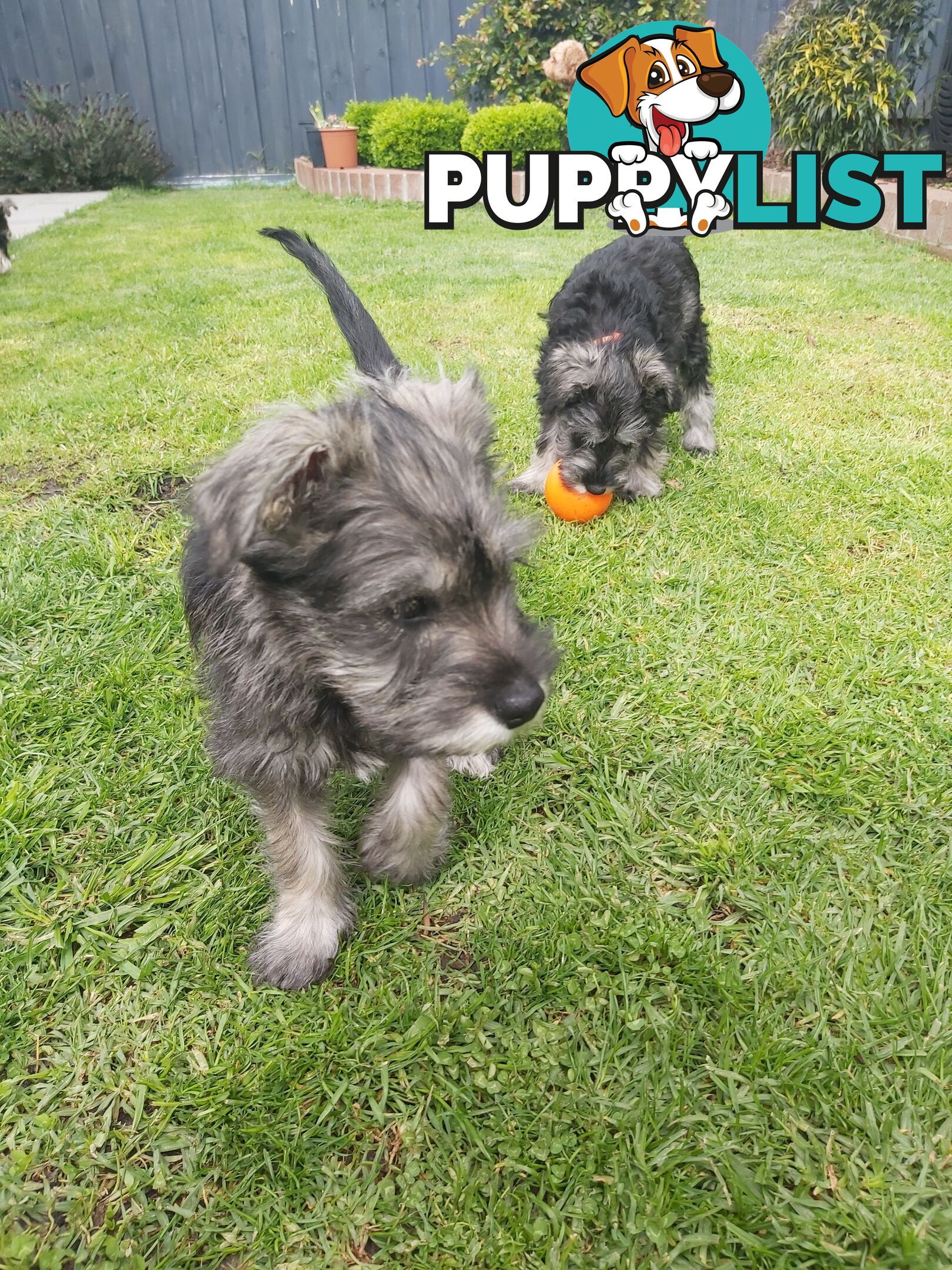 Purebred miniature schnauzers