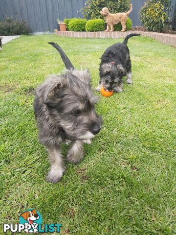 Purebred miniature schnauzers