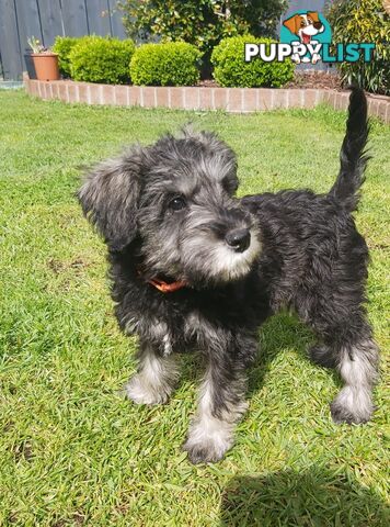 Purebred miniature schnauzers