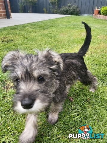 Purebred miniature schnauzers