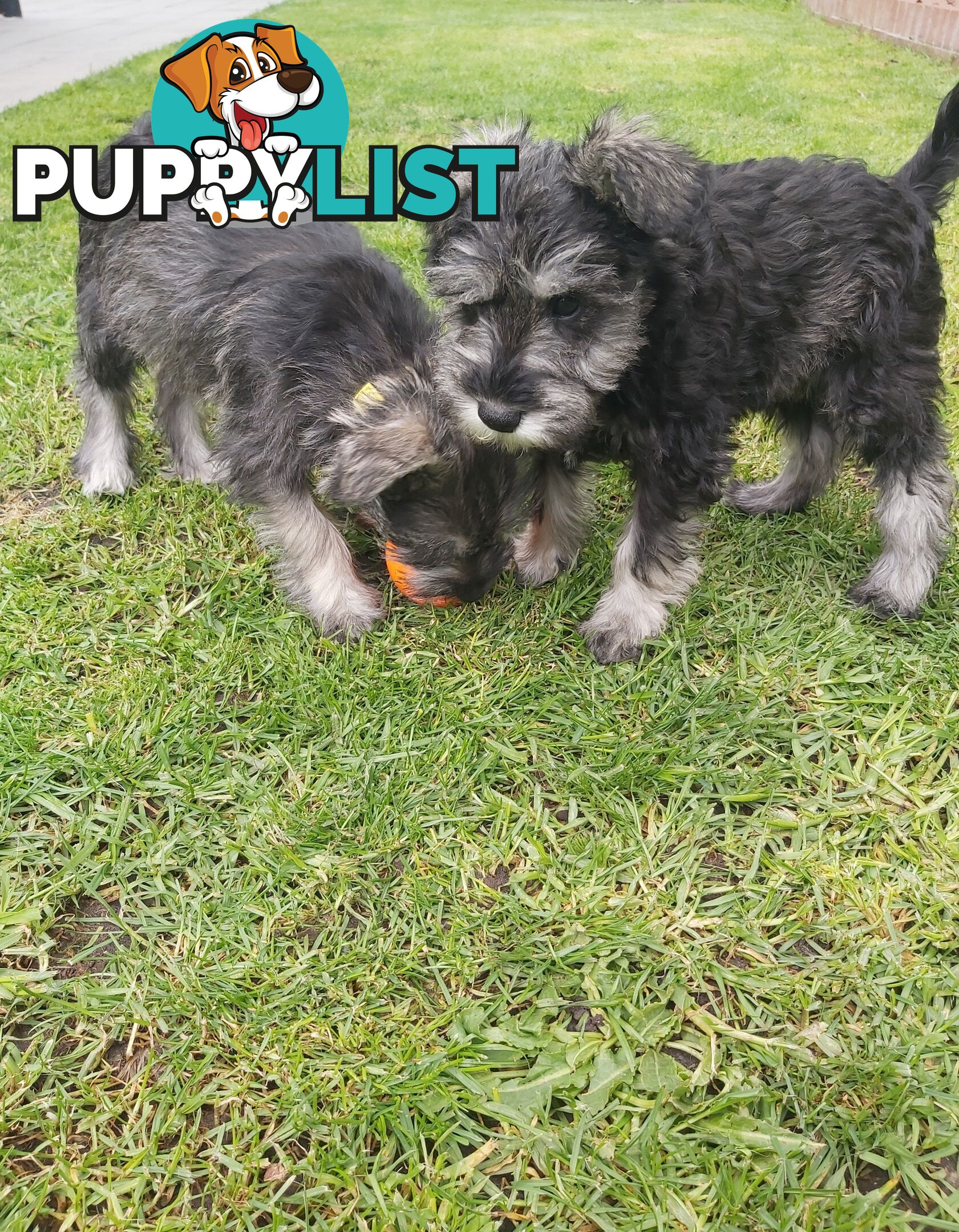 Purebred miniature schnauzers