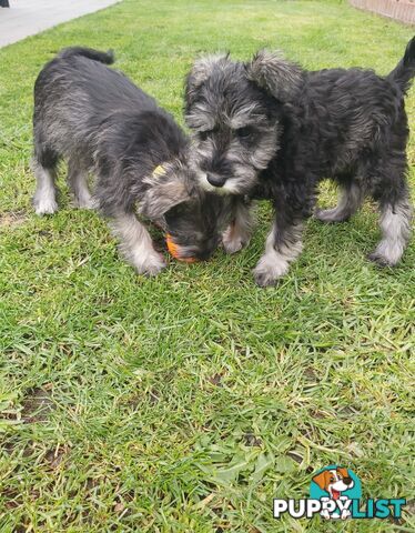 Purebred miniature schnauzers