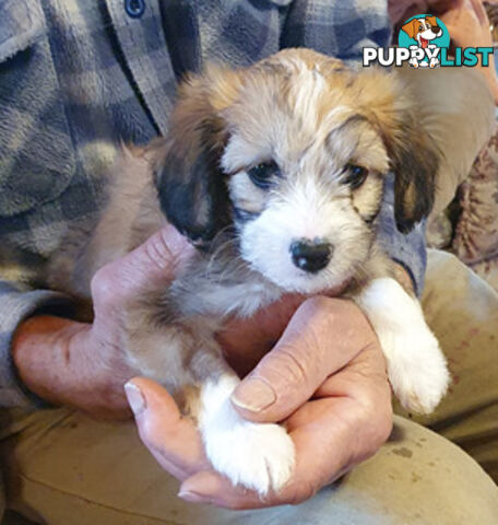 6 sweet gentle exotic Chinese crested powder puff puppies, 2 female, 4 male