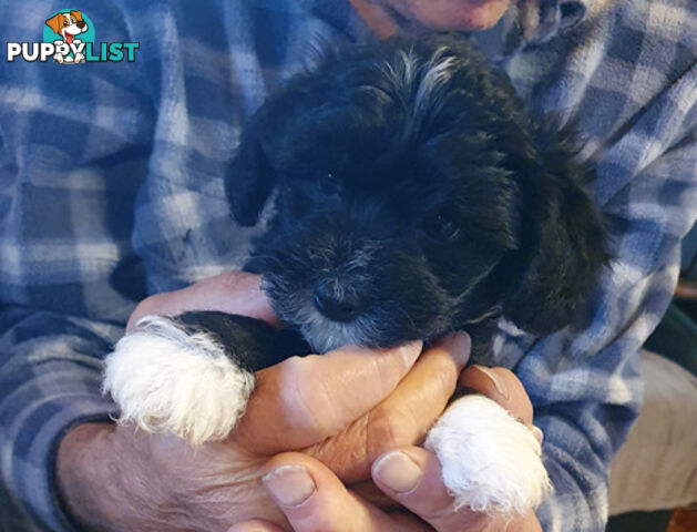 6 sweet gentle exotic Chinese crested powder puff puppies, 2 female, 4 male