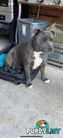 Blue English Staffy Pups