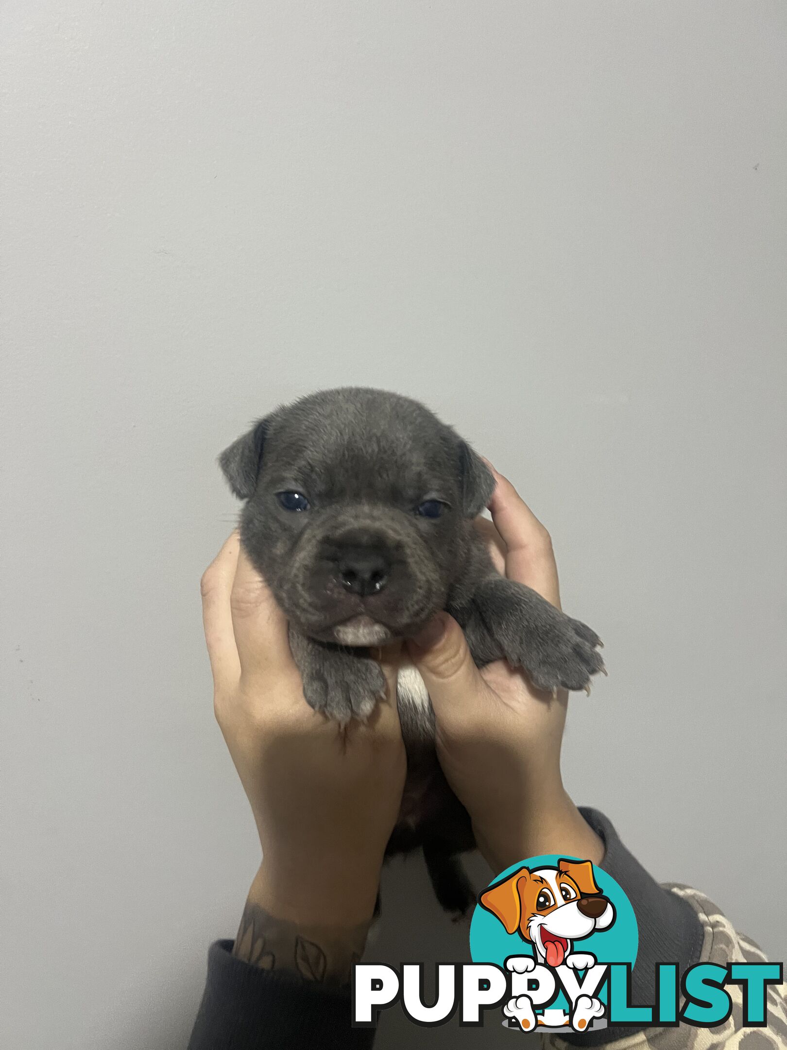Blue English Staffy Pups