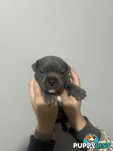 Blue English Staffy Pups