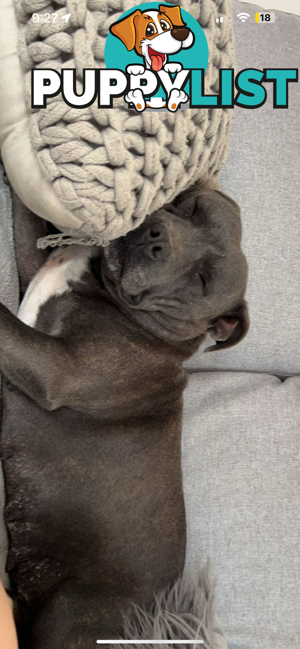 Blue English Staffy Pups