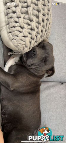 Blue English Staffy Pups