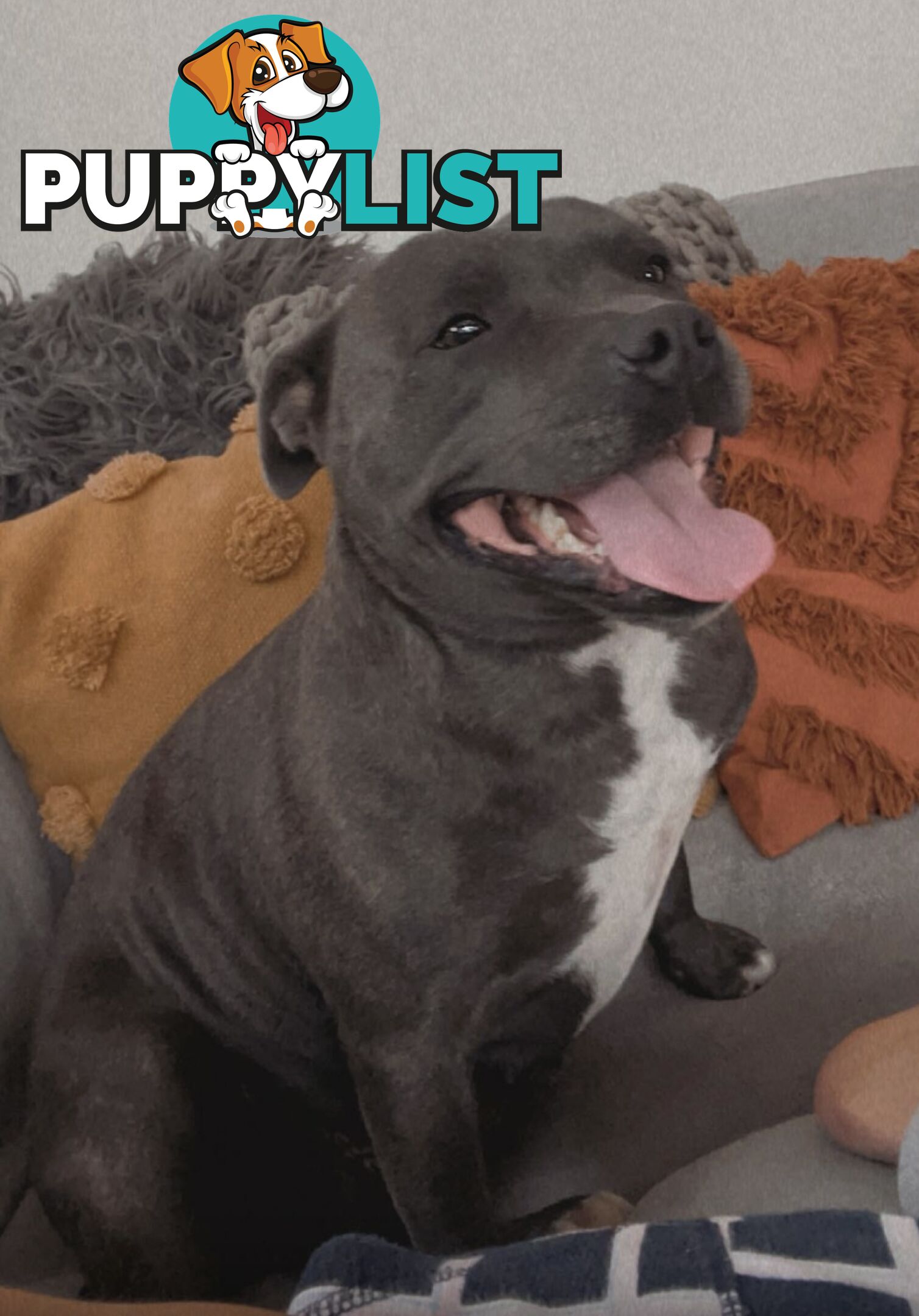 Blue English Staffy Pups
