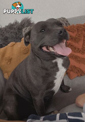 Blue English Staffy Pups