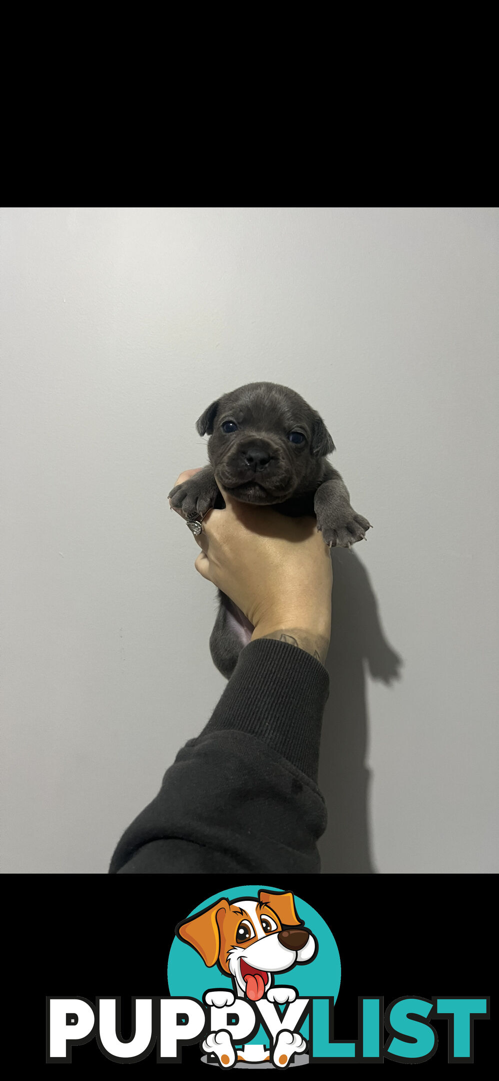 Blue English Staffy Pups