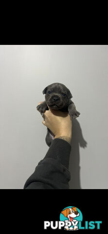 Blue English Staffy Pups
