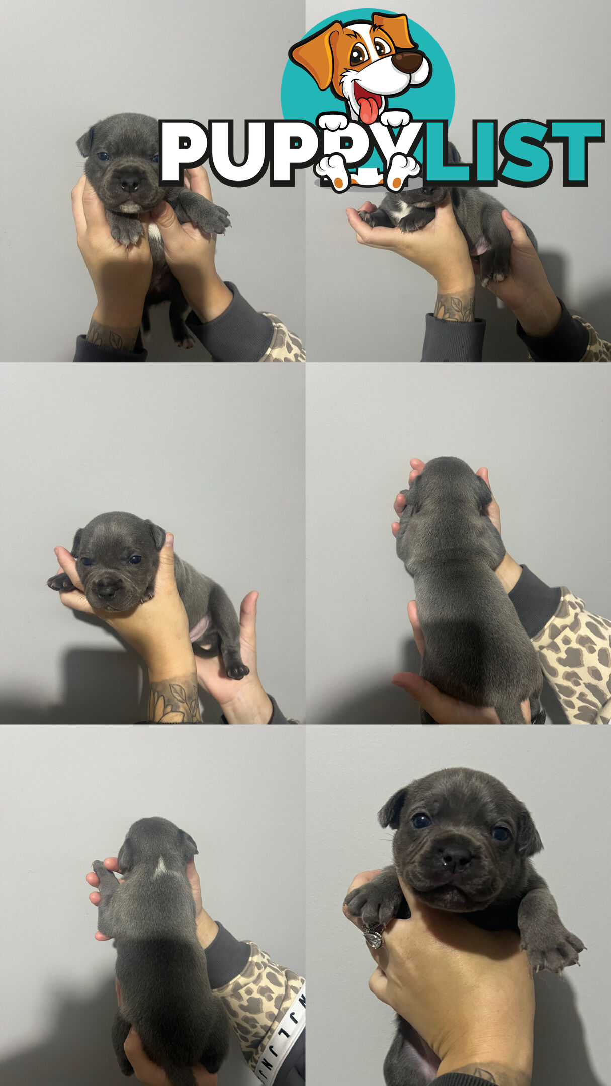 Blue English Staffy Pups