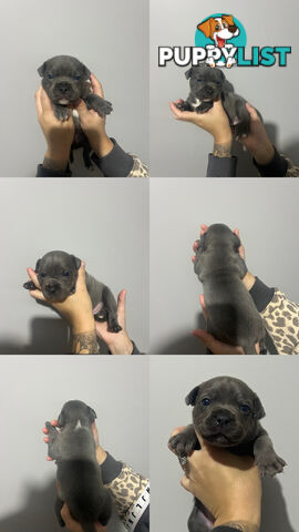 Blue English Staffy Pups