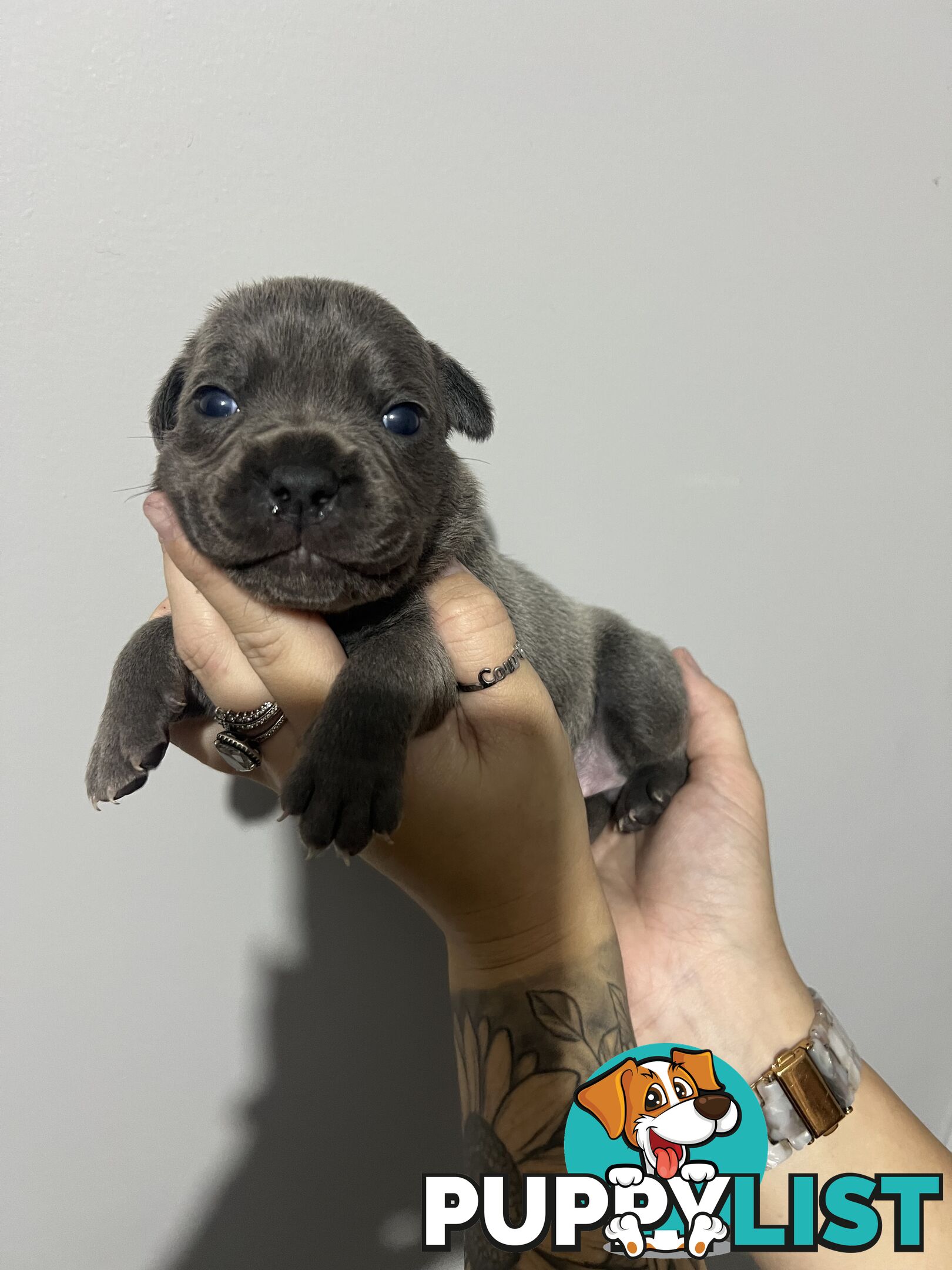 Blue English Staffy Pups