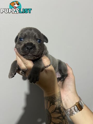 Blue English Staffy Pups