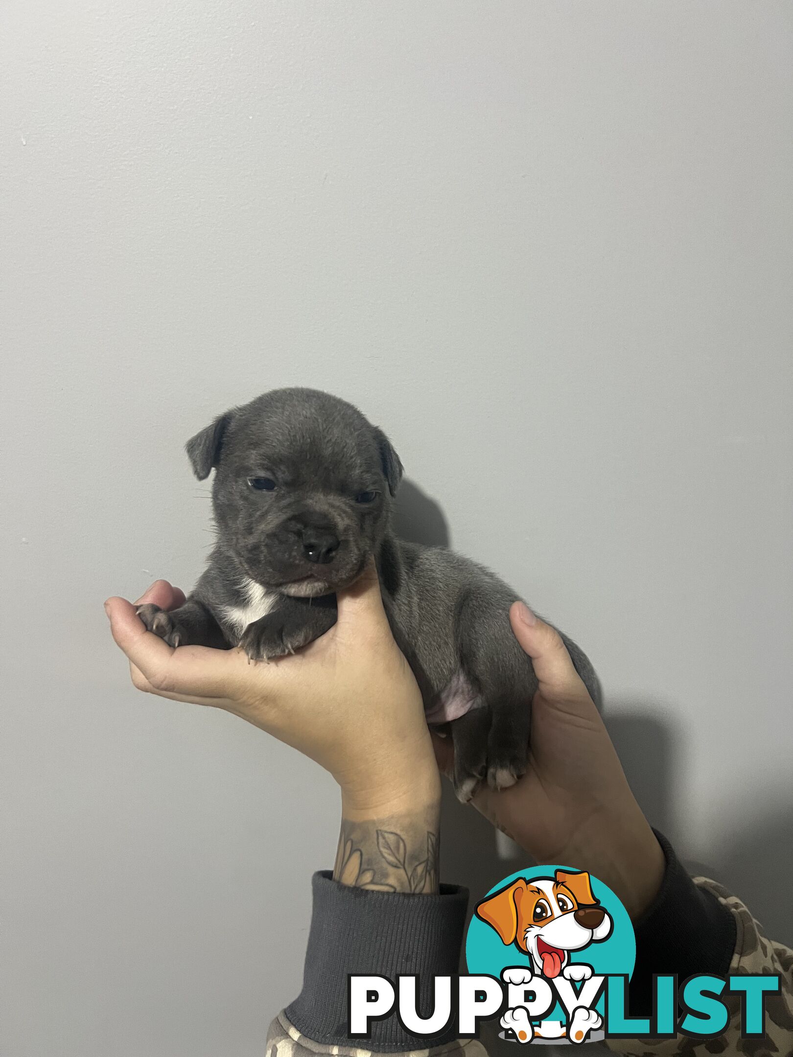 Blue English Staffy Pups