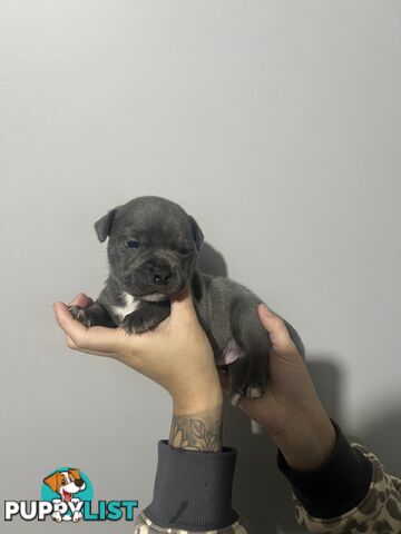 Blue English Staffy Pups