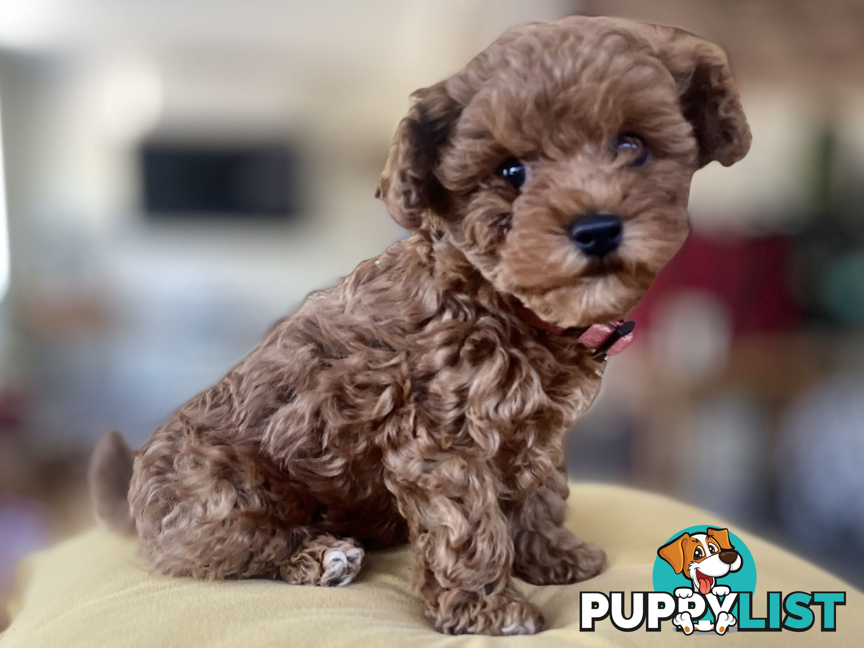 Tiny Treasure: Adorable Poodle-Chihuahua Mix Puppy for sale